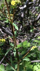 Osmorhiza brachypoda