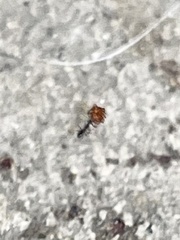 Ochetellus glaber