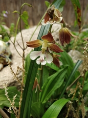 Calanthe discolor