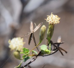Porophyllum punctatum