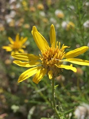 Ericameria linearifolia