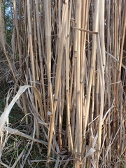 Miscanthus × longiberbis