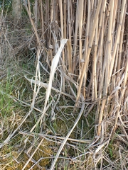 Miscanthus × longiberbis