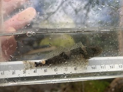 Cottus aleuticus