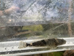 Cottus aleuticus