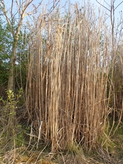 Miscanthus × longiberbis