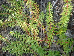 Laurembergia repens