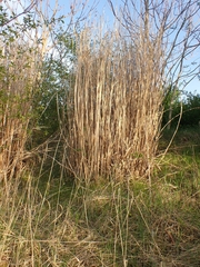 Miscanthus × longiberbis