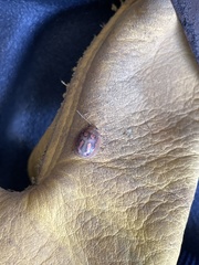 Paropsisterna debilis