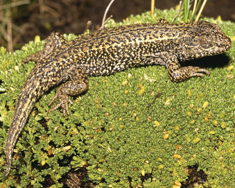 Liolaemus chavin