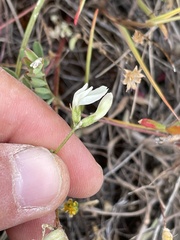 Astragalus breweri