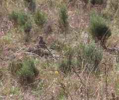 Certhilauda curvirostris brevirostris
