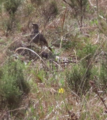 Certhilauda curvirostris brevirostris