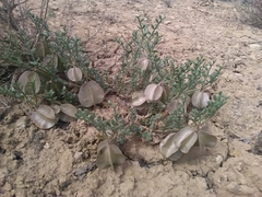 Zygophyllum pinnatum