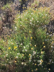 Ericameria linearifolia