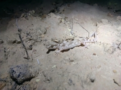 Alsophylax pipiens