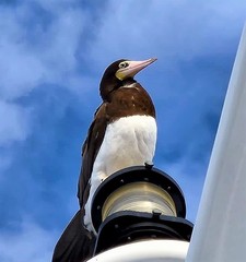 Sula leucogaster leucogaster