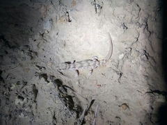 Alsophylax pipiens
