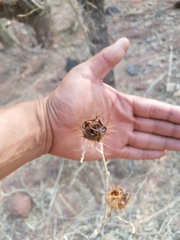 Solanum houstonii