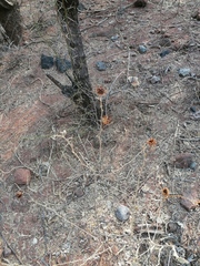 Solanum houstonii