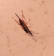 Mesostenus thoracicus