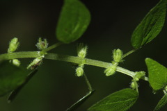Parietaria debilis