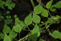 Parietaria debilis