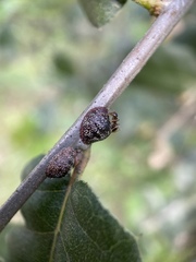 Parthenolecanium quercifex