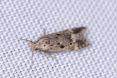 Neodactylota liguritrix