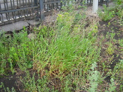 Bromus inermis