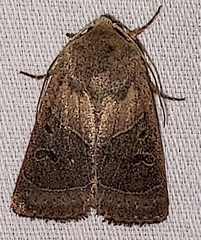 Ulolonche culea