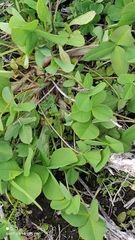 Trifolium hybridum