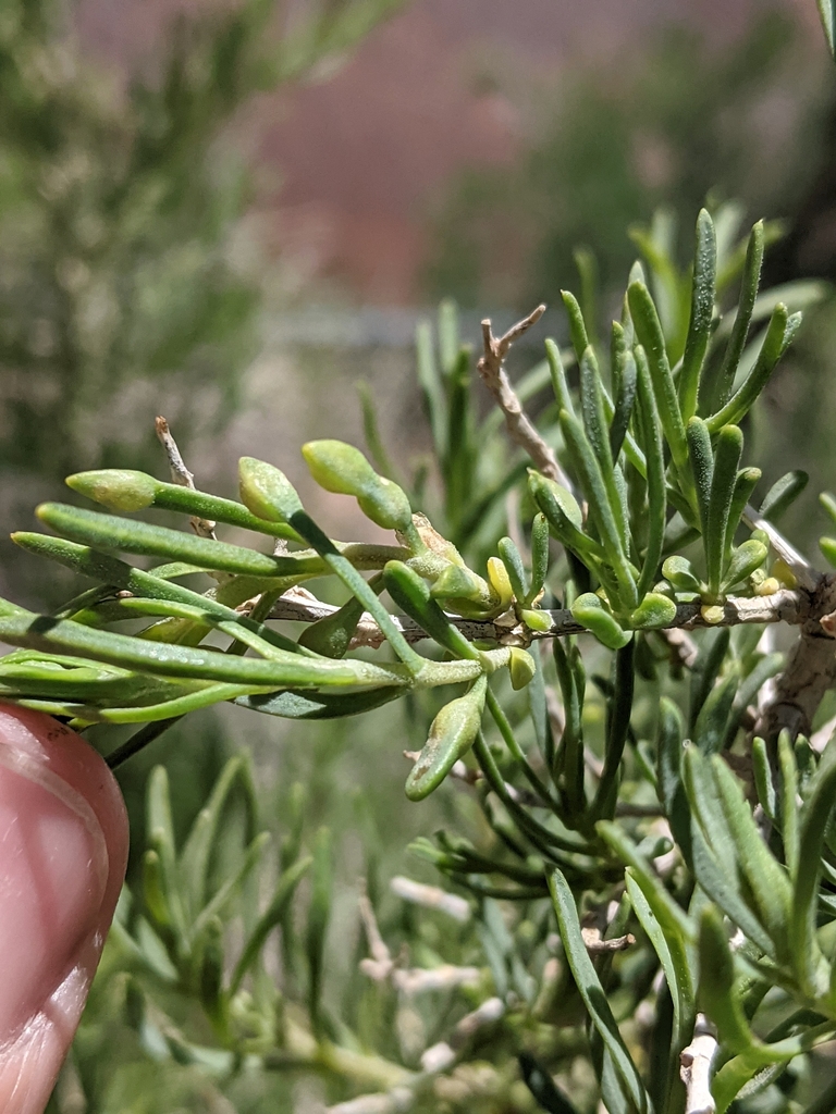 Greasewood Leaf Gall