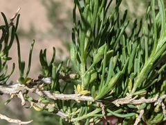 Protaplonyx sarcobati