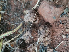 Selaginella pallescens