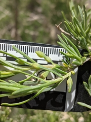 Protaplonyx sarcobati