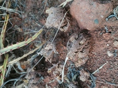 Selaginella pallescens