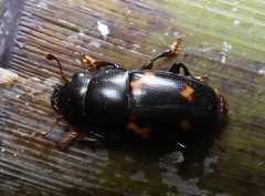 Glischrochilus japonius