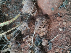 Selaginella pallescens