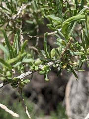 Protaplonyx sarcobati