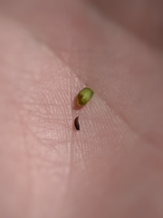 Protaplonyx sarcobati