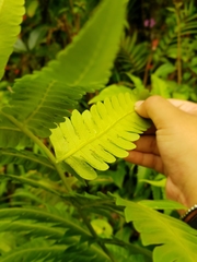 Cyathea horrida