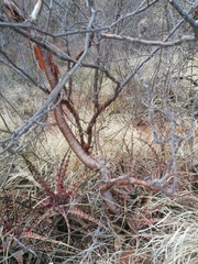 Bursera schlechtendalii
