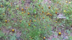 Trifolium spadiceum