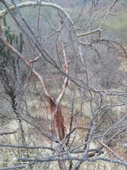 Bursera schlechtendalii