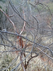 Bursera schlechtendalii