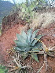 Agave applanata