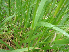 Bromus inermis