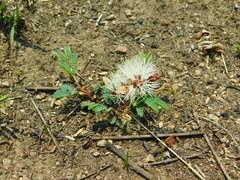 Calliandra humilis