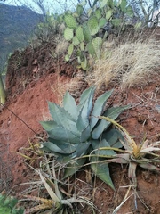 Agave applanata